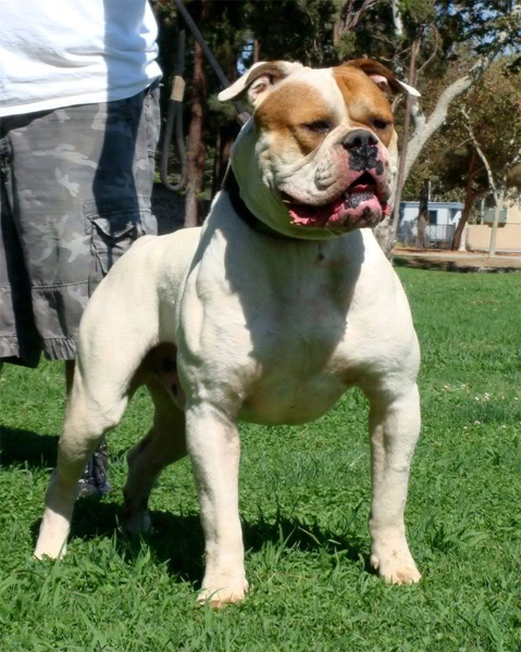 Kaboom of Bybee | American Bulldog 