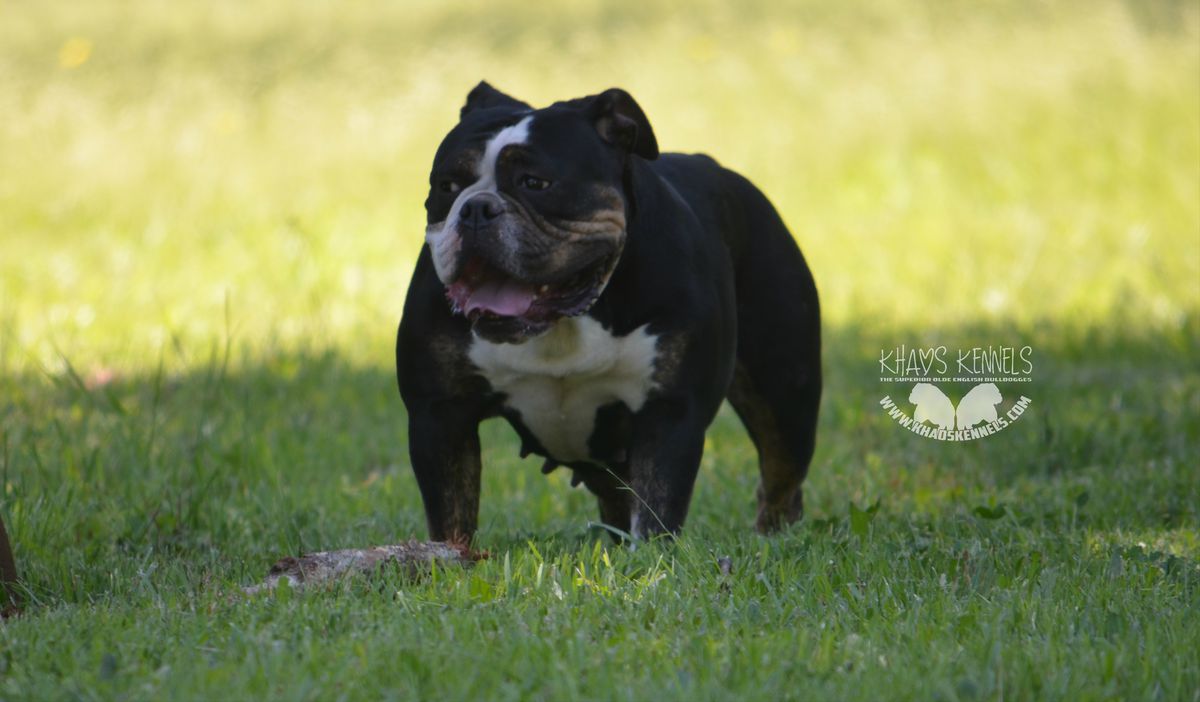 Khaos' Mamma Mia | Olde English Bulldogge 