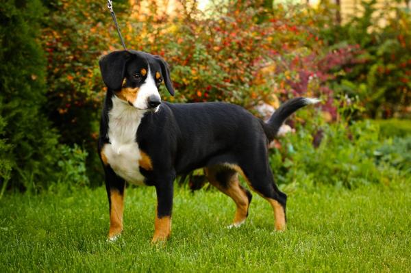 Cha Cha Cha iz Blagorodnogo doma | Entlebucher Mountain Dog 