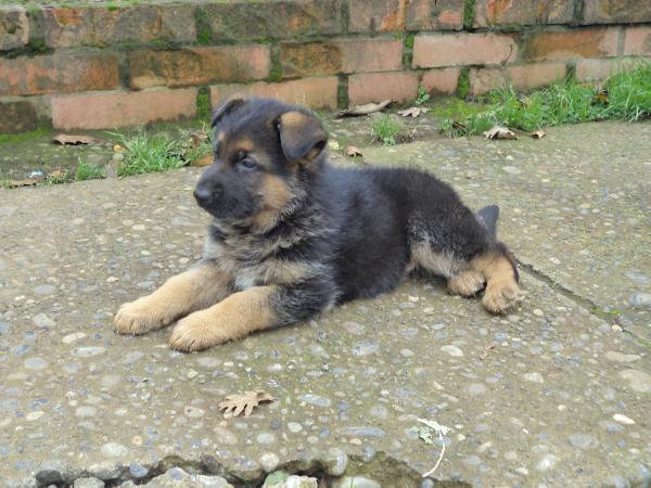 ayak figlio di harcha | German Shepherd Dog 