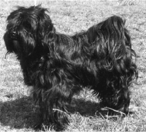 TUCCI | Tibetan Terrier 