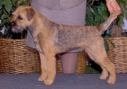 Kandu's Marathon Man | Border Terrier 