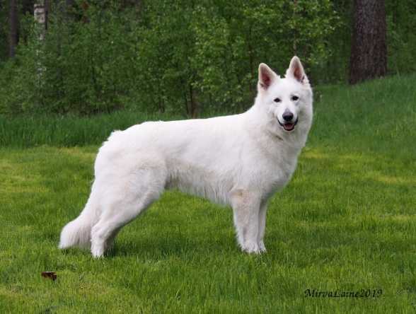 Mihela's Quite Good Attitude | White Swiss Shepherd Dog 