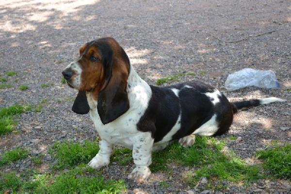 Frida du haras de la vergne | Basset Hound 