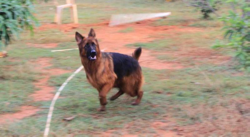 Top Tier's Sundari | German Shepherd Dog 