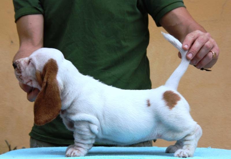 carboncopy pizzi e merletti | Basset Hound 