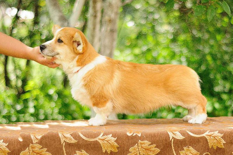 Loredge Bingo Boom | Pembroke Welsh Corgi 
