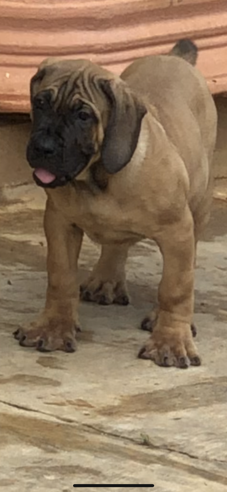 Soffi of BestTs | African Boerboel 