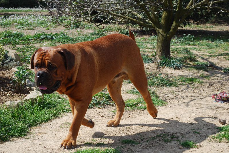 Jack Attack t de la croix d'occitanie | Dogue de Bordeaux 