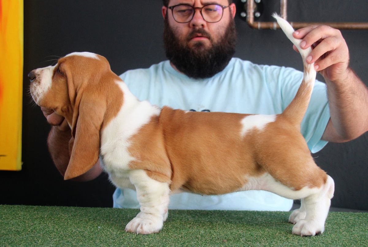 Bassefied Koba | Basset Hound 