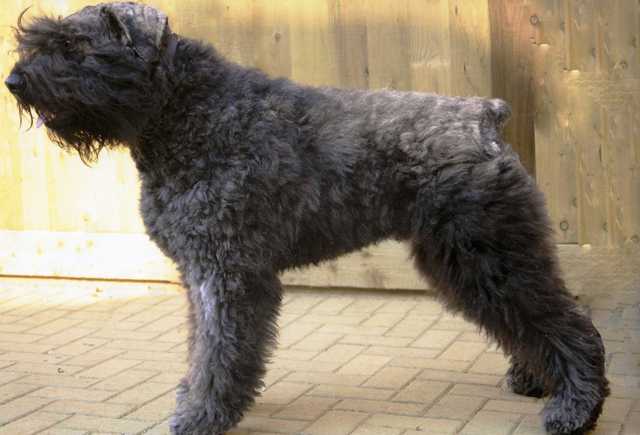 Chepam Nelson | Bouvier des Flandres 