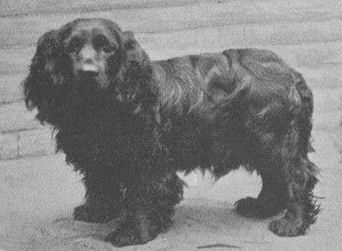 Ted Obo (Cocker Spaniel) | English Springer Spaniel 