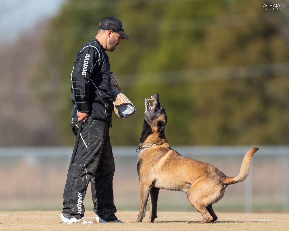 Argos Vom Haus Dyer | Belgian Malinois 