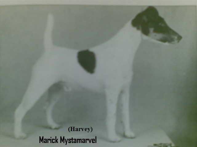 Marick Mystamarvel | Smooth Fox Terrier 