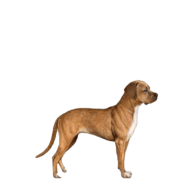 Portuguese Pointer