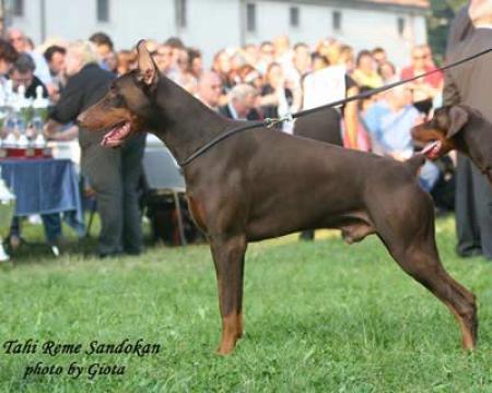 Tahi-Rème Sandokan | Brown Doberman Pinscher