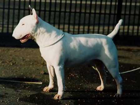 Bryonteez Eyeci Spyci of Aricon | Bull Terrier 