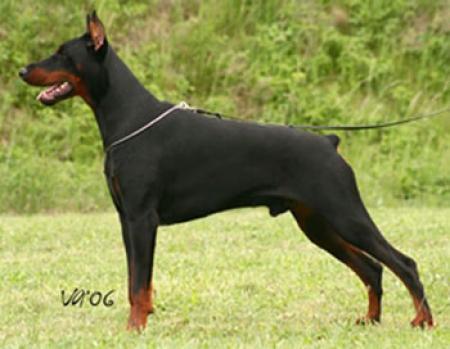 Tahi-Rème Napoleon | Black Doberman Pinscher