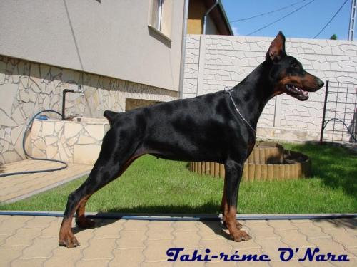 Tahi-Rème O'Nara | Black Doberman Pinscher