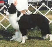 Terbo Boot Scoot N’Boogie | Border Collie 