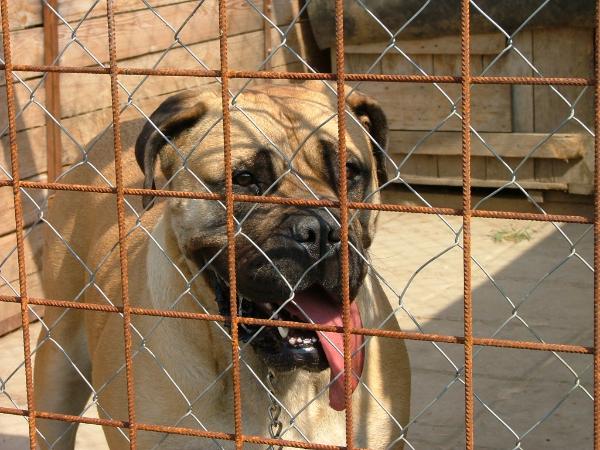 Friendly Bull Romy | Bullmastiff 