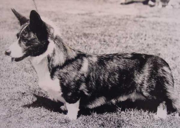 GB Joseter MUDWIN | Cardigan Welsh Corgi 