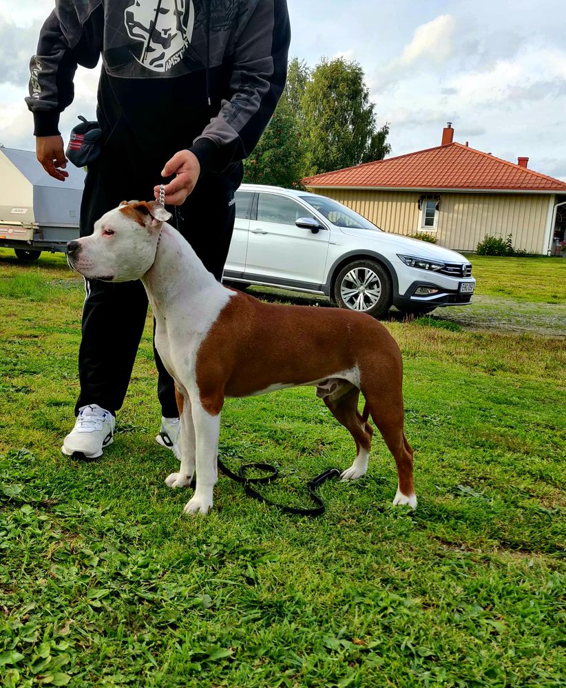 Nordic Viking's BRAD PITT | American Staffordshire Terrier 