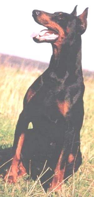 Hades de Rouge Sang (LOF 49528) | Black Doberman Pinscher