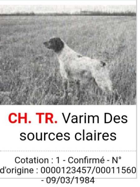 VARIM des sources claires | Brittany 