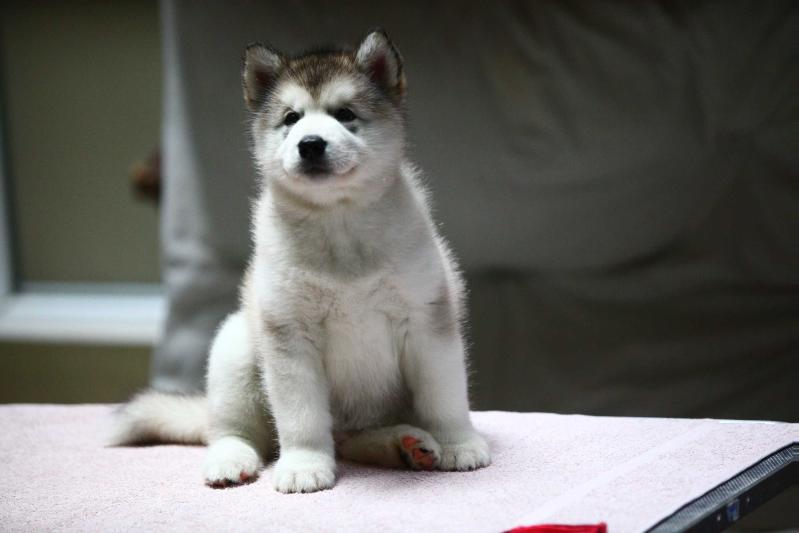 Pacifique's Iron Butterfly | Alaskan Malamute 