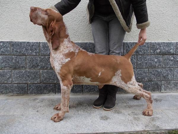 Condor Della Valticino | Bracco Italiano 