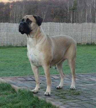 GUINEVERE BOHEMIA TARA | Bullmastiff 