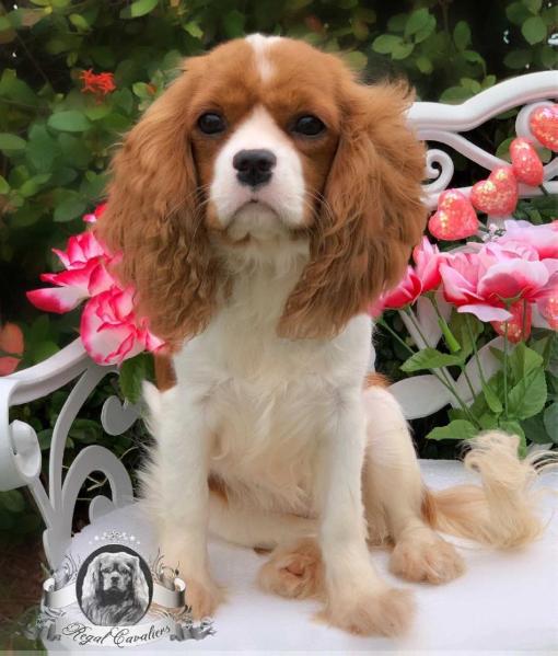 Awaray's Key Of My Heart | Cavalier King Charles Spaniel 