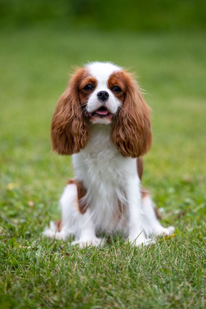 HAPPINESS AXIOM STEFANA | Cavalier King Charles Spaniel 