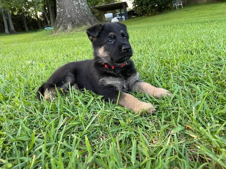 Hendrix vom Silberwald | German Shepherd Dog 