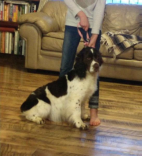 Miss Idaho Acorn | English Springer Spaniel 