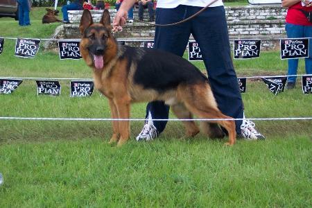 Bag vom Thermodos | German Shepherd Dog 