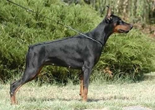 Isabelle Ginga House | Black Doberman Pinscher