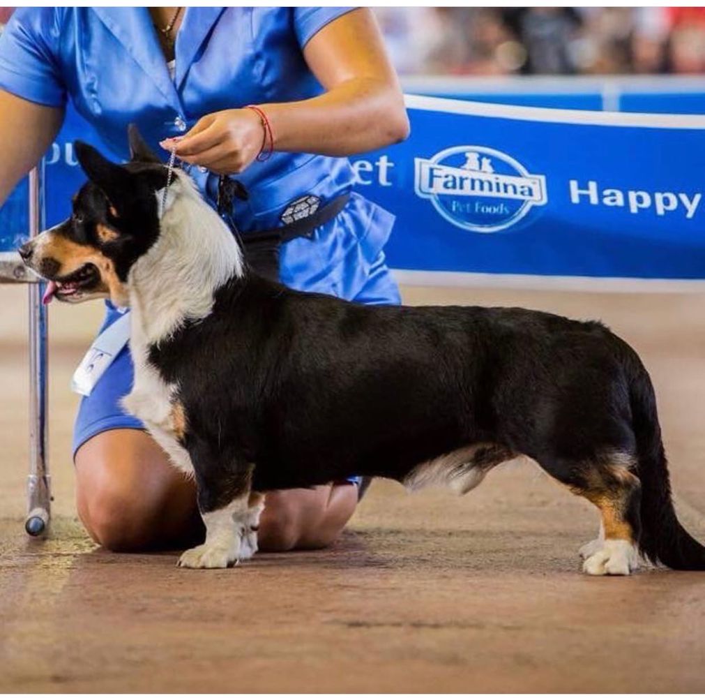 SEVASTOPOLSKIY VALS BIM DJIM | Cardigan Welsh Corgi 