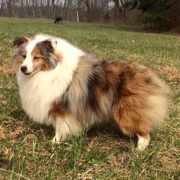 Diamond Hill's Storm Trooper | Shetland Sheepdog 