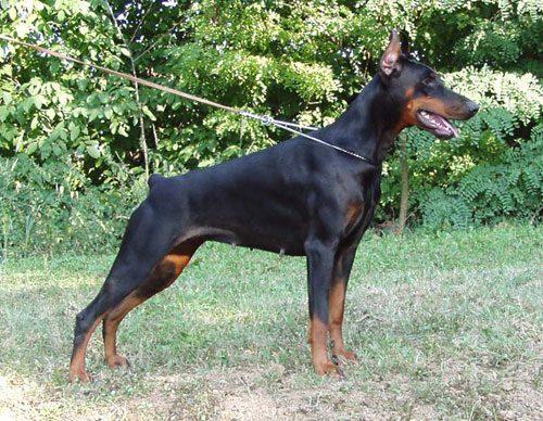 Ishta Ginga House | Black Doberman Pinscher