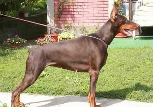 Nikol Niki Ginga House | Brown Doberman Pinscher