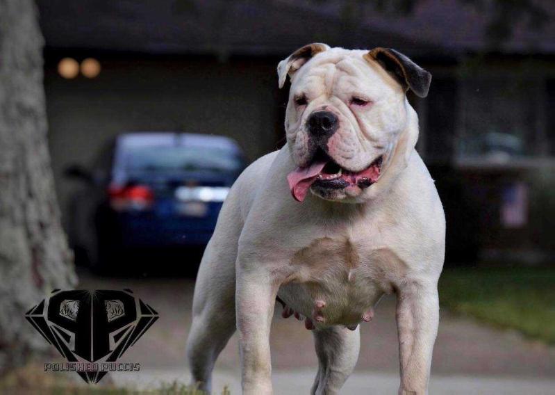 POLISHED PUCCIS' NELLIE | Olde English Bulldogge 