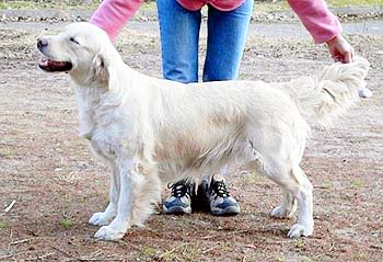 Majik Missing Link | Golden Retriever 