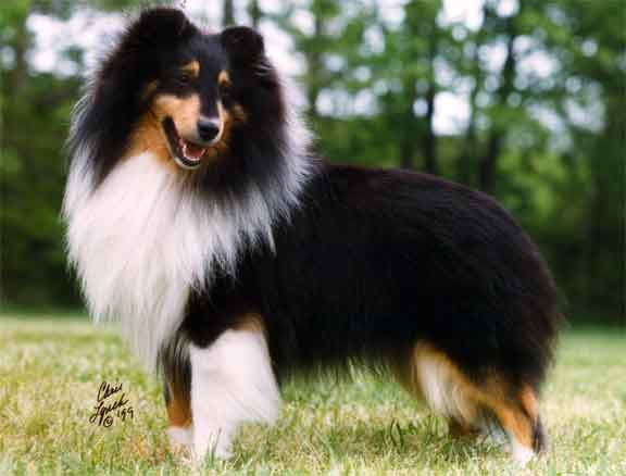 Shadow Hill's Leading Edge | Shetland Sheepdog 