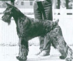 Histyle's Yogi Bear | Giant Schnauzer 