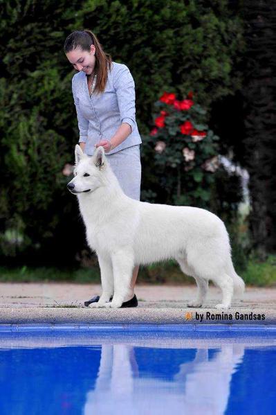 León De La Condesa del Alba | White Swiss Shepherd Dog 