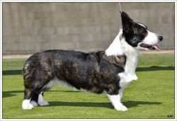 Aine Shining Sirius | Cardigan Welsh Corgi 