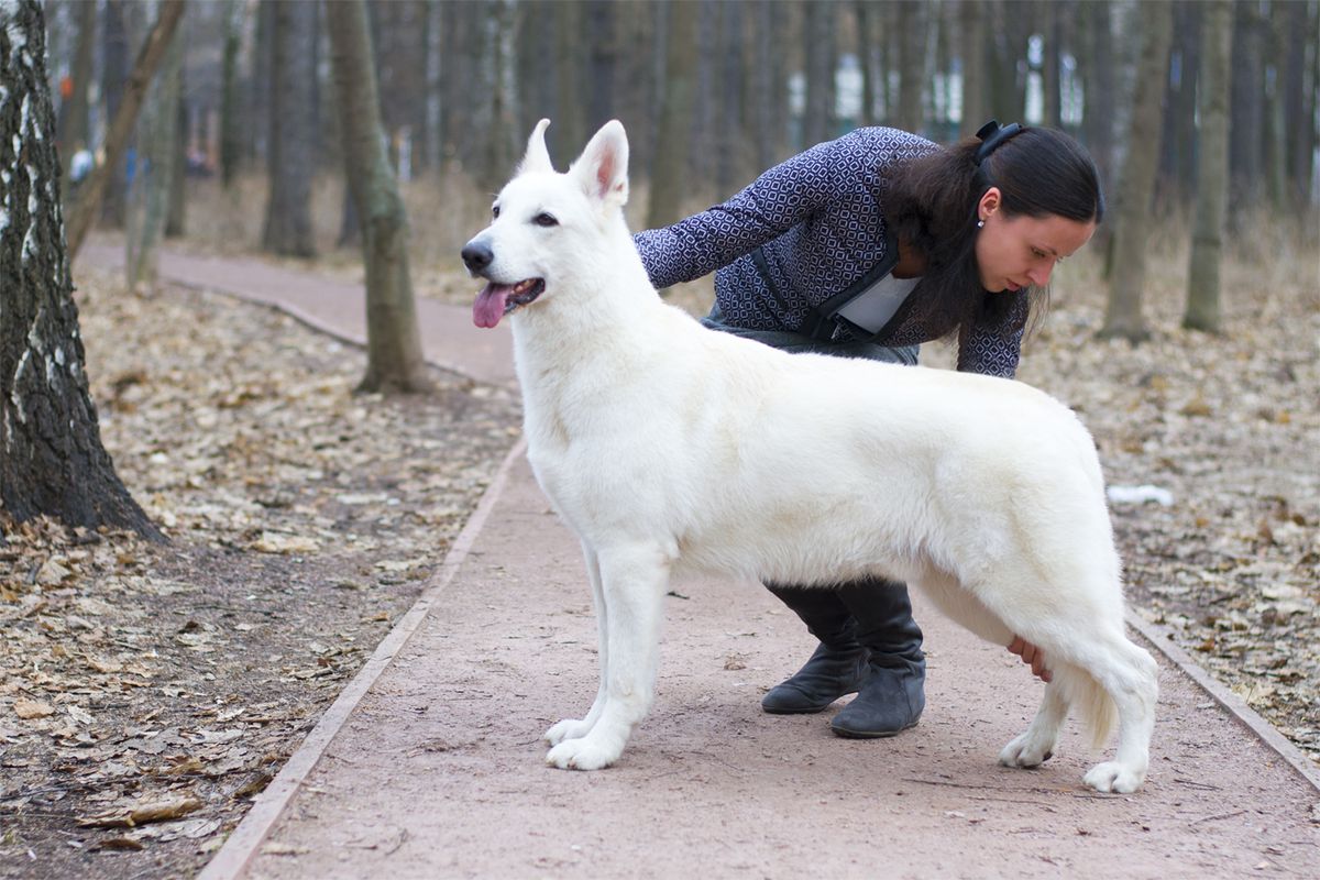 Gabriel of Angelotti | White Swiss Shepherd Dog 