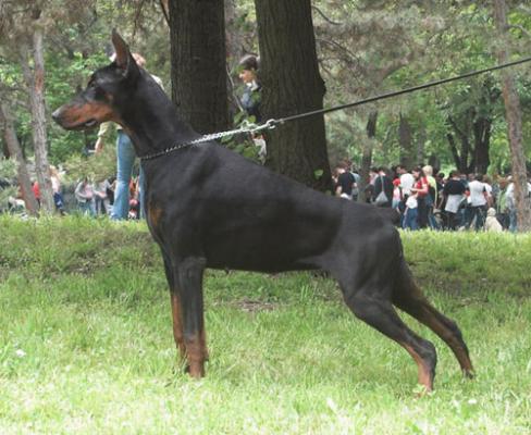 Panama Baby Ginga House | Black Doberman Pinscher